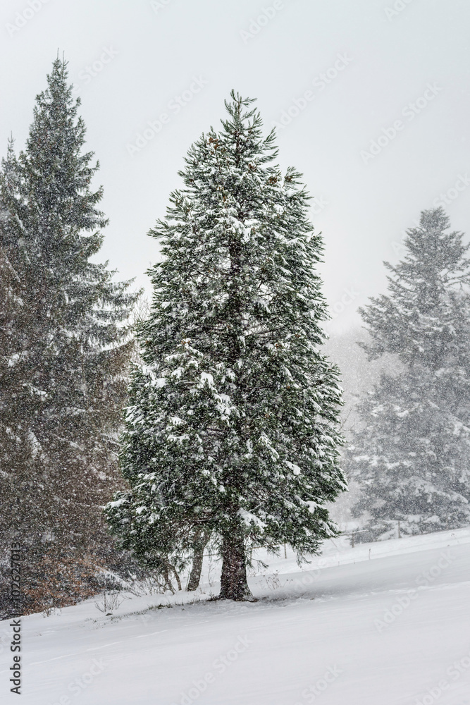 Obraz premium Beautiful winter forest while snow flurry