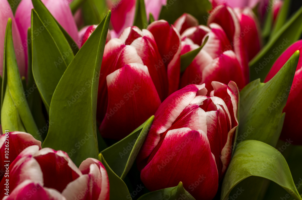 tulips tulips
