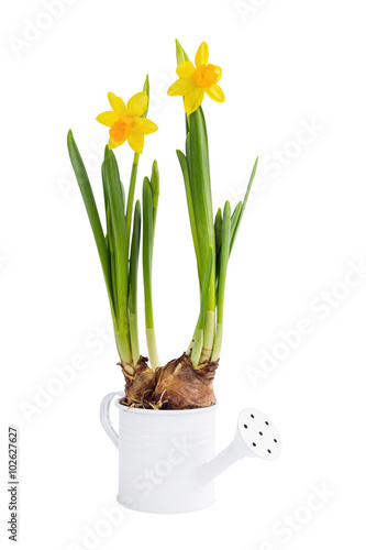 Growing  spring narcissus in decorative small watering can. Isolated over white 