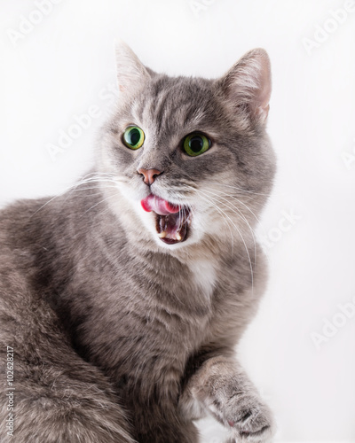 The cat sits with the raised paw and licks lips