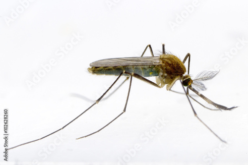 Common Mosquito © gordzam