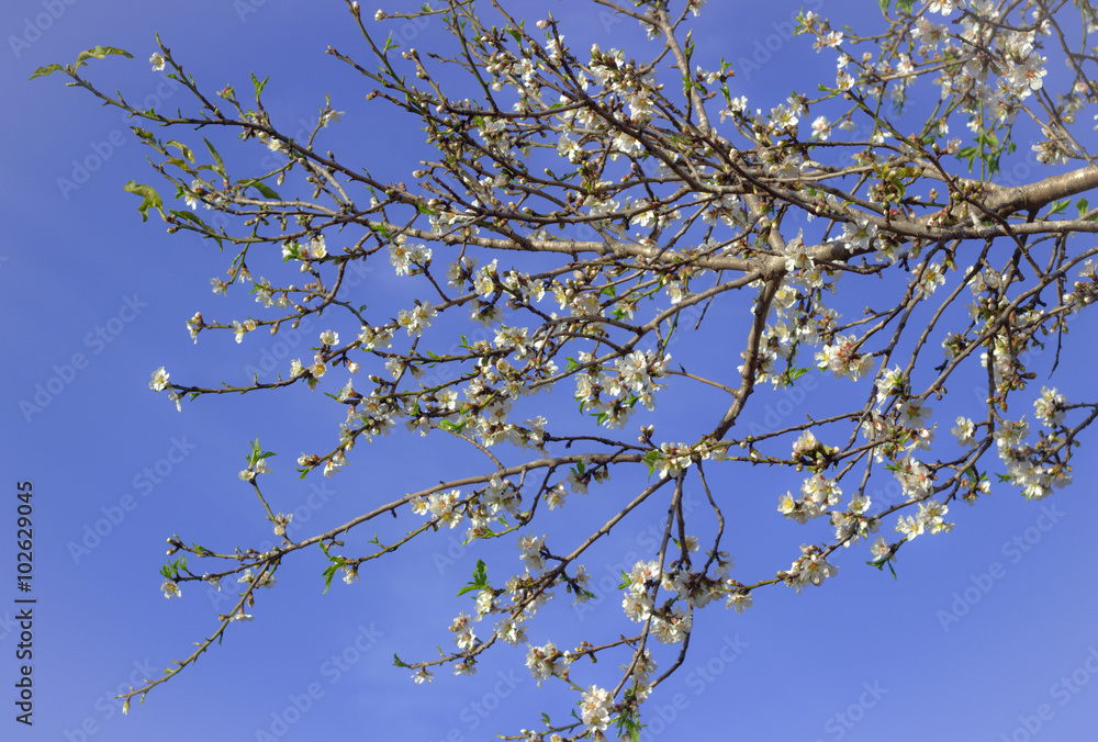 Spring. Flowering almond branch.