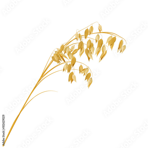 Oat, realistic vector illustration