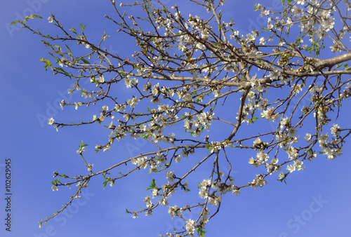 Spring. Flowering almond branch.