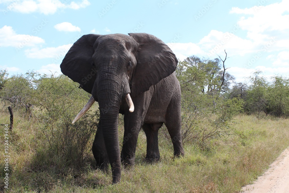 Fototapeta premium Elephant Kruger Park South Africa