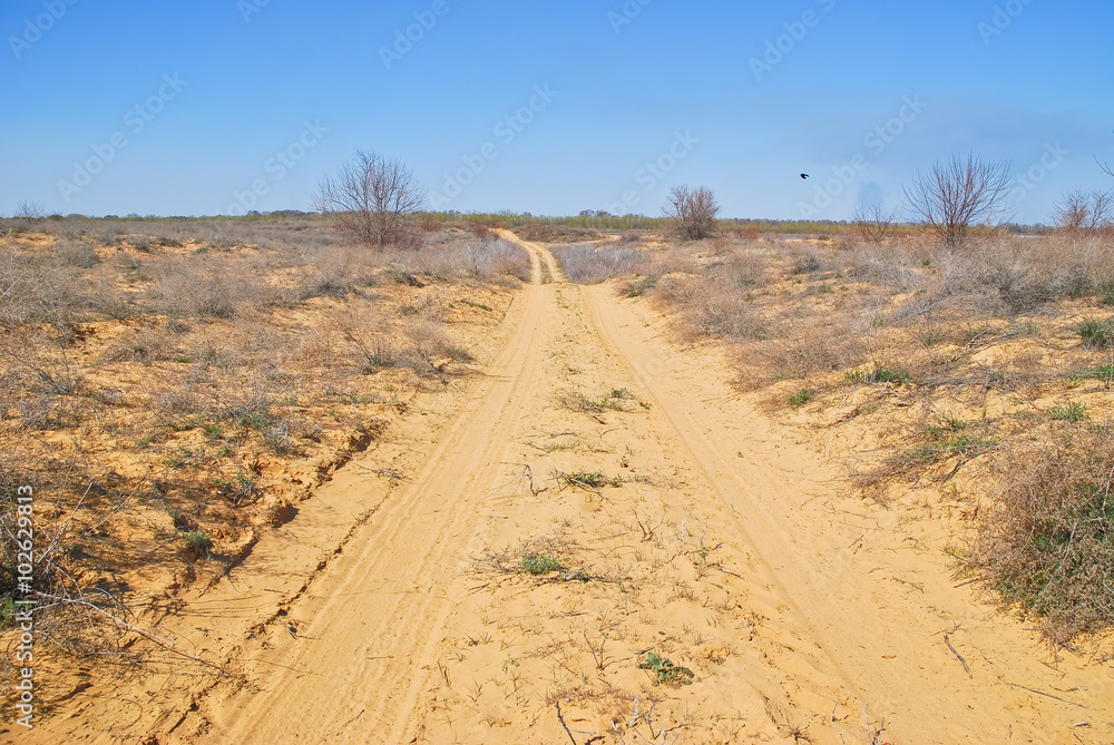 Dirt road in desert terrain surrounded by dried leaves