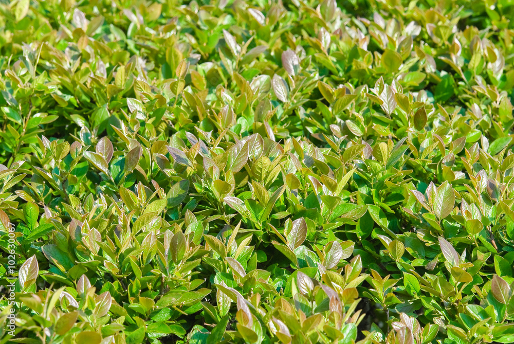 Trimmed shrub, Aronia melanocarpa spring