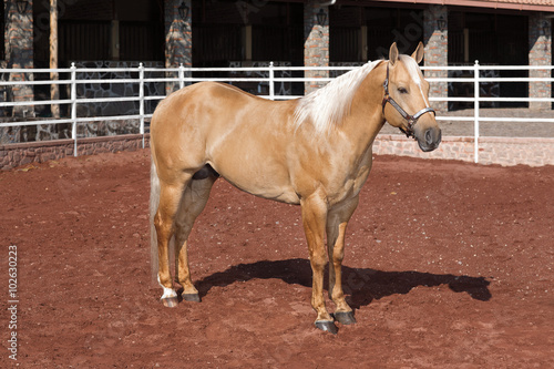 Beautiful thoroughbred horse palomino