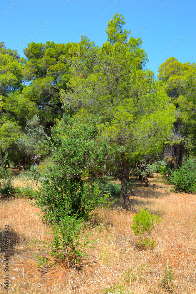 Fototapeta premium Summer landscape, Greece.