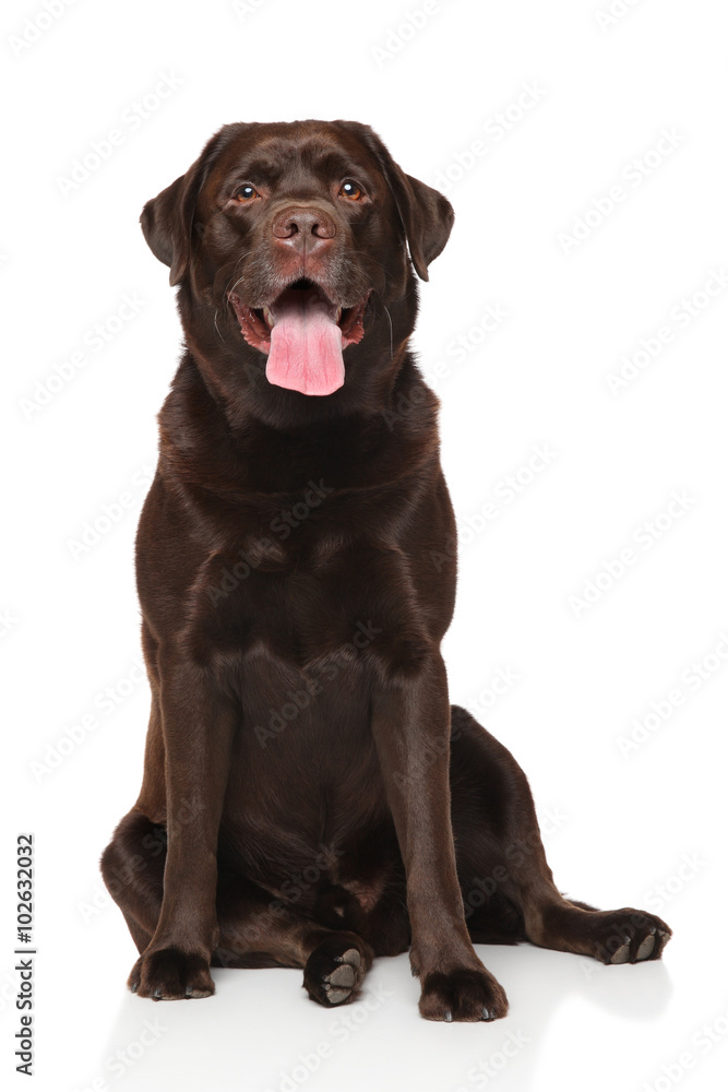 Labrador retriever dog