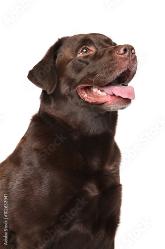 Brown Labrador retriever