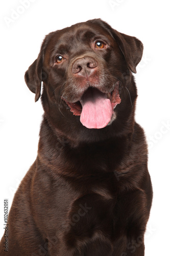 Fototapeta Naklejka Na Ścianę i Meble -  Chocolate Labrador retriever