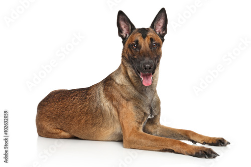 Fototapeta Naklejka Na Ścianę i Meble -  Belgian Shepherd dog Malinois