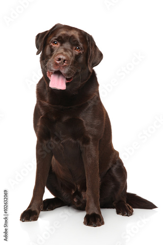 Chocolate Labrador retriever sitting