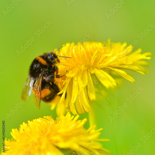 Fototapeta Naklejka Na Ścianę i Meble -  Löwenzahn ist am blühen und Hummel ist am bestäuben im Frühling