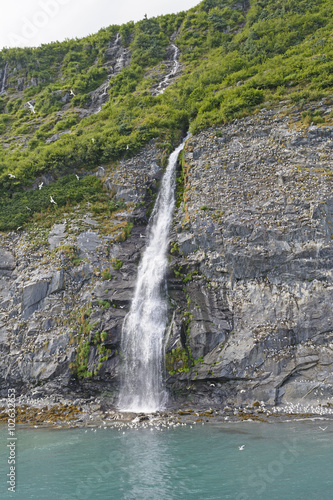 Kittiwake Rookery by a Remote Waterfall