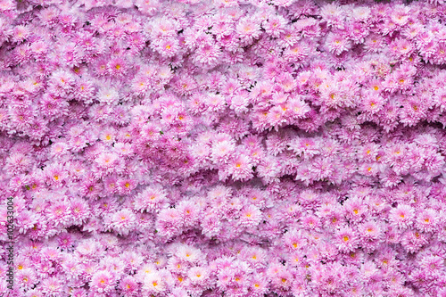 Colorful magenta flower