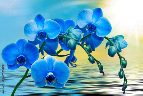 kwiat-orchidei-w-ujeciu-makro