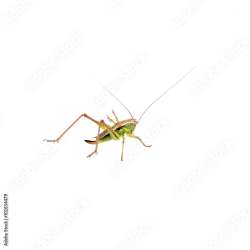 Green brown grasshopper on a white background © NERYX