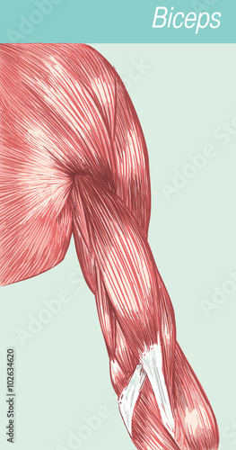 Vector illustration of a anatomy  medical biceps