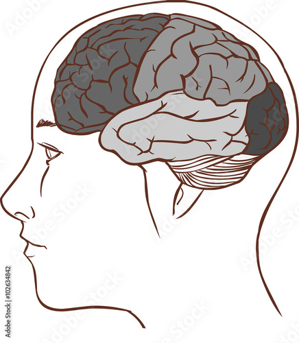 Brain anatomy diagram with sectioned in different colours and na