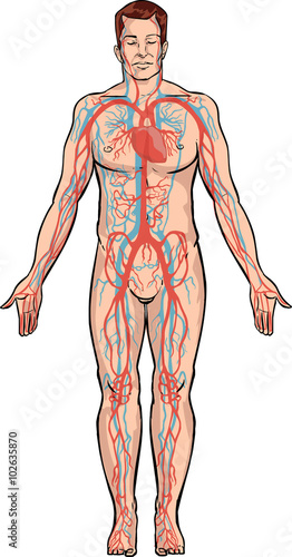  white backround Vector illustration of a circulatory system