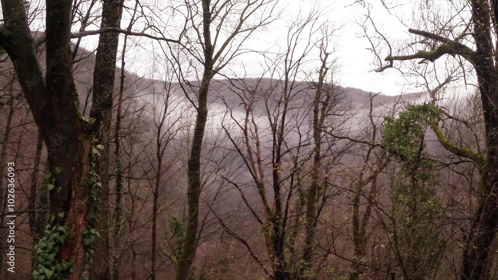A Fog Comes Down The Hills in The Forest A Fog Comes Down The Hills in The Forest