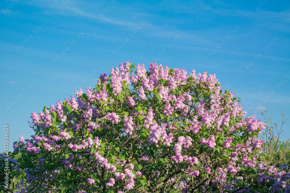 Beautiful pink, purple and violet lilac flowers blossom closeup over blue sky 