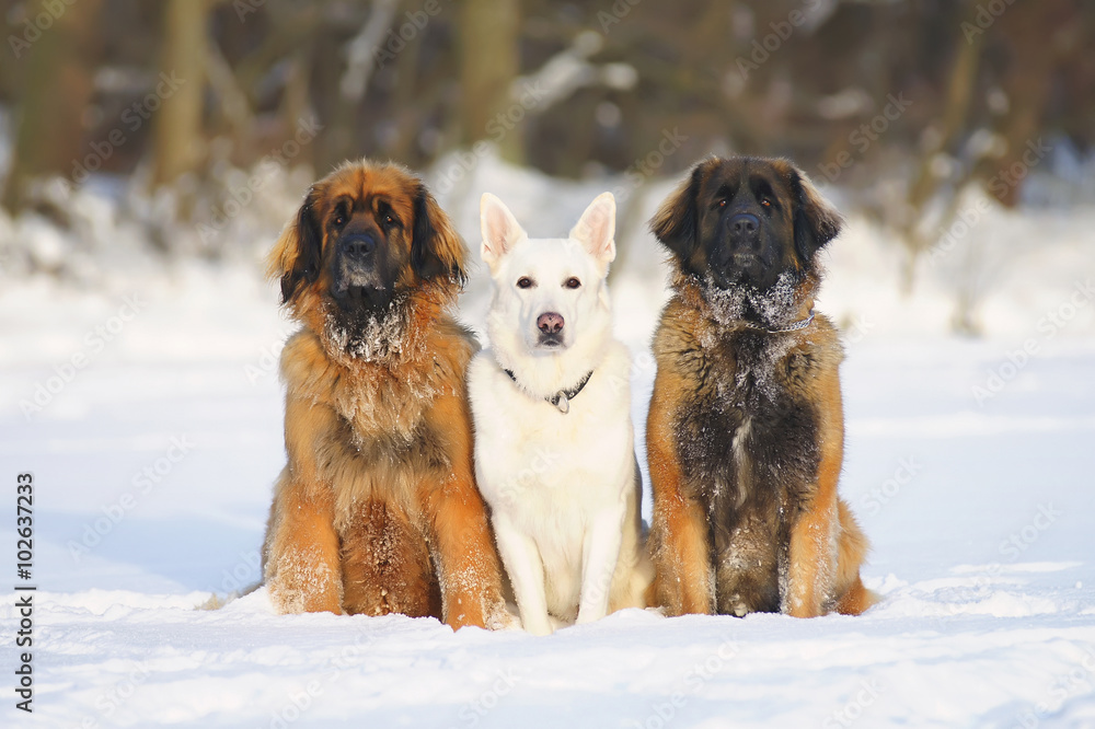 White Swiss Shepherd dog and two Leonberger dogs sitting on the snow at sunny weather White Swiss Shepherd dog and two Leonberger dogs sitting on the snow at sunny weather