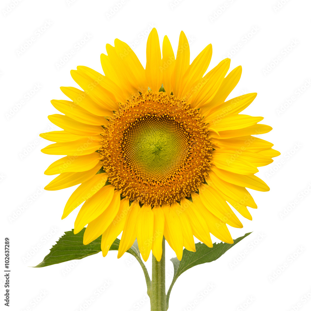 Fototapeta premium Sunflower isolated on white background