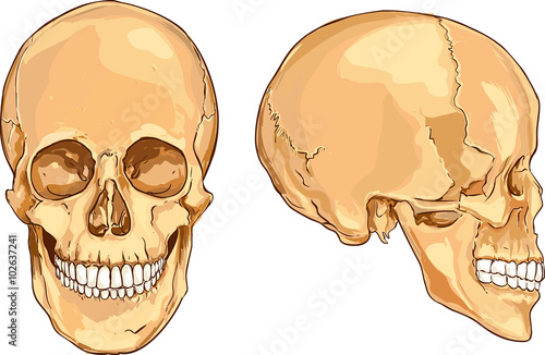  white backround vector illustration of a  people skull