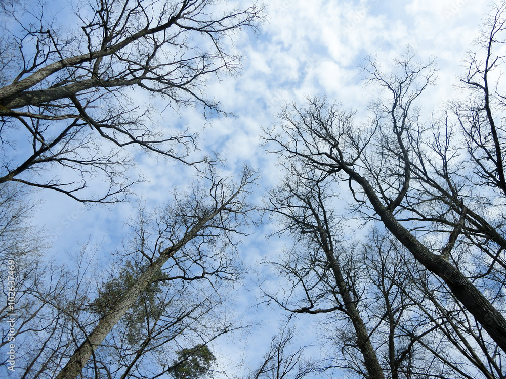 The outlines of the trees against the sky with clouds The outlines of the trees against the sky with clouds