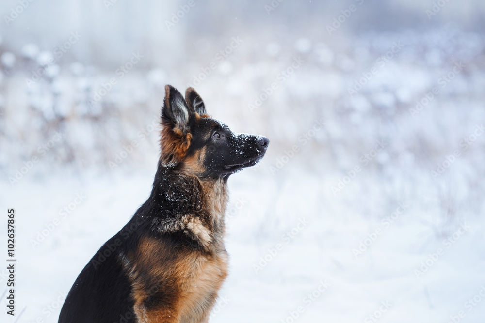 puppy breed German Shepherd walking puppy breed German Shepherd walking