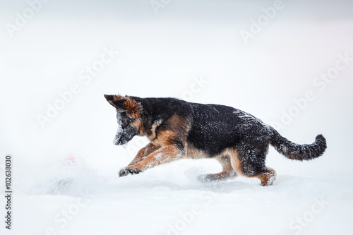 puppy breed German Shepherd walking © annaav