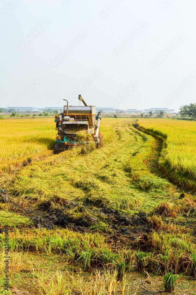 Fototapeta premium harvester car in rice field Thailand