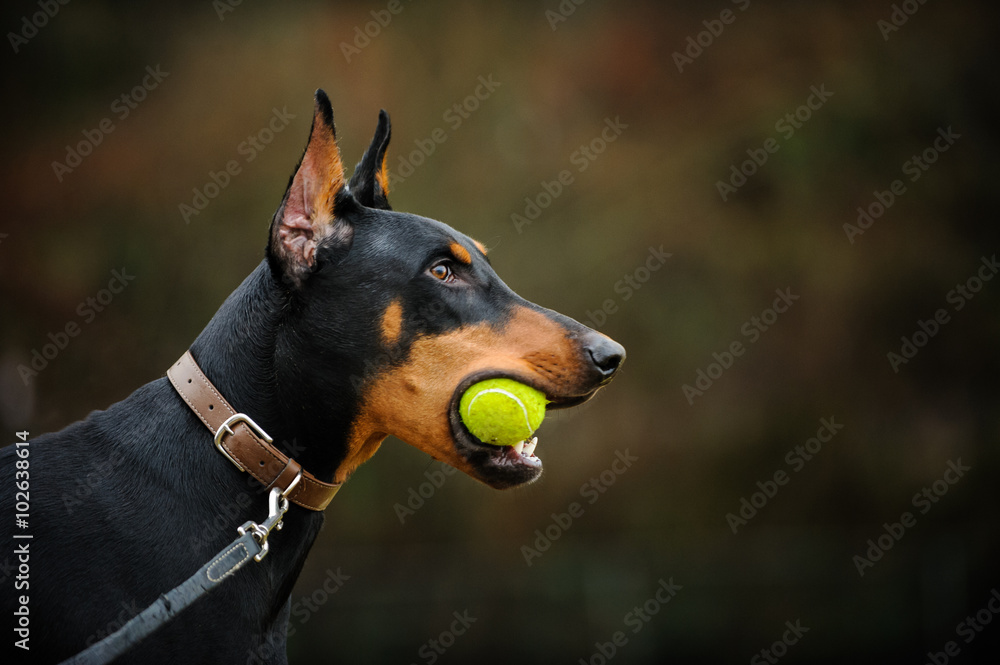 Black and tan Doberman Pinscher dog holding a tennis ball in mouth on leash  Photos | Adobe Stock