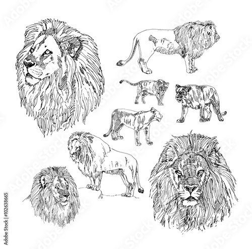 Fototapeta Naklejka Na Ścianę i Meble -  Set of hand drawn Lion. Sketch drawing illustration vector.