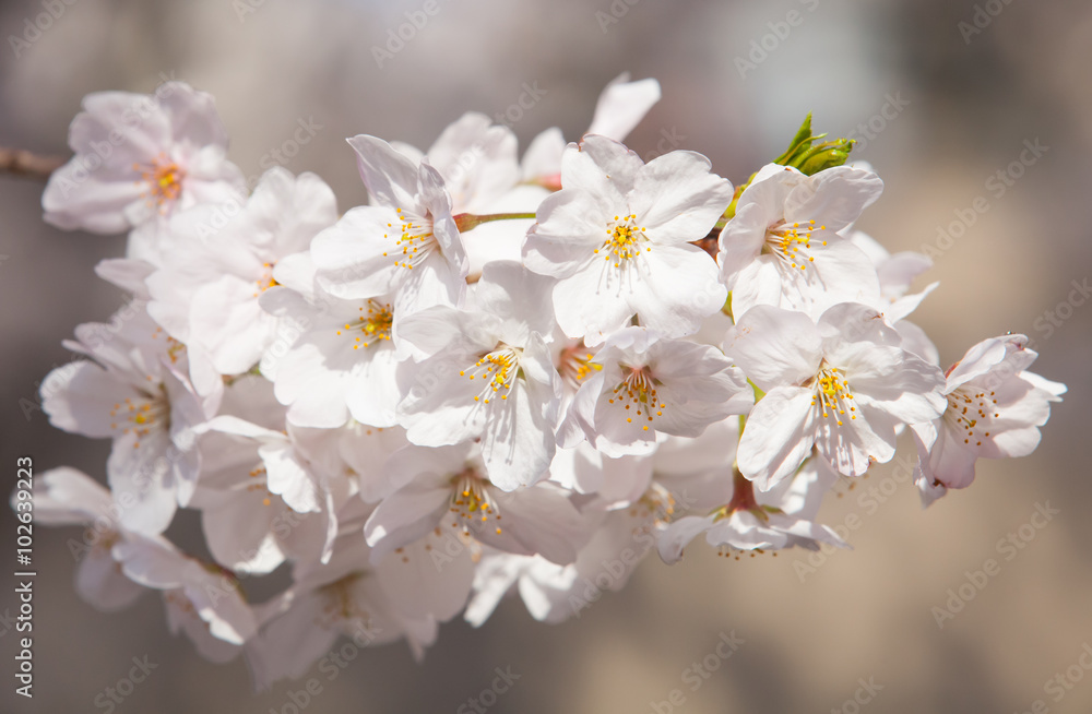 White sakura or Japanese cherry blossom in spring season White sakura or Japanese cherry blossom in spring season