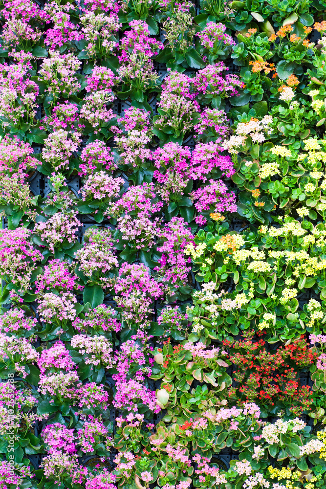 Close - up Beautiful flower wall background