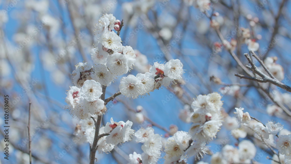 Japanease White Plum,in Showa Memorial Park,Tokyo,Japan,Filmed in 4K Japanease White Plum,in Showa Memorial Park,Tokyo,Japan,Filmed in 4K