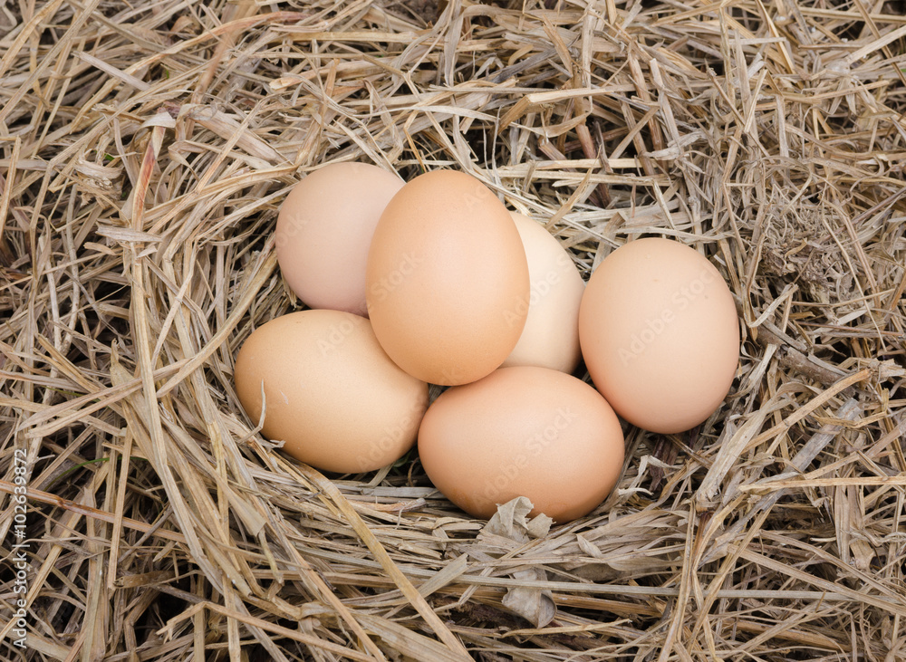 Fresh eggs in nest Fresh eggs in nest