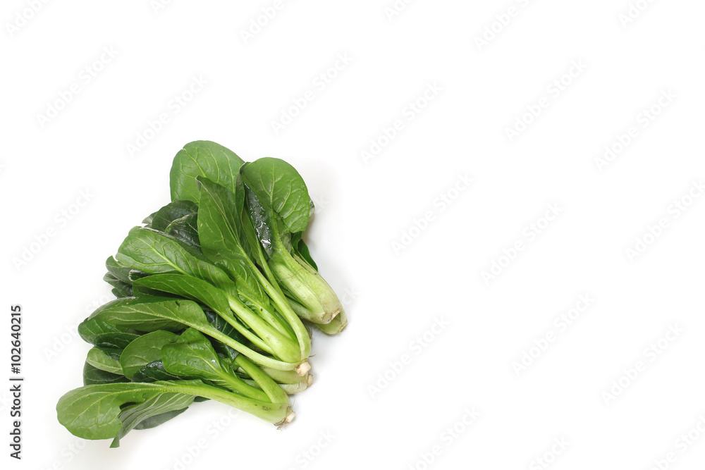 fresh Japanese mustard spinach in the white fresh Japanese mustard spinach in the white