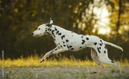 Dalmatian running through field