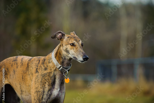 Photographie Debout Greyhound clôturé dans le champ