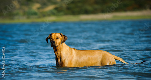 Rhodesian Ridgeback standing in blue water