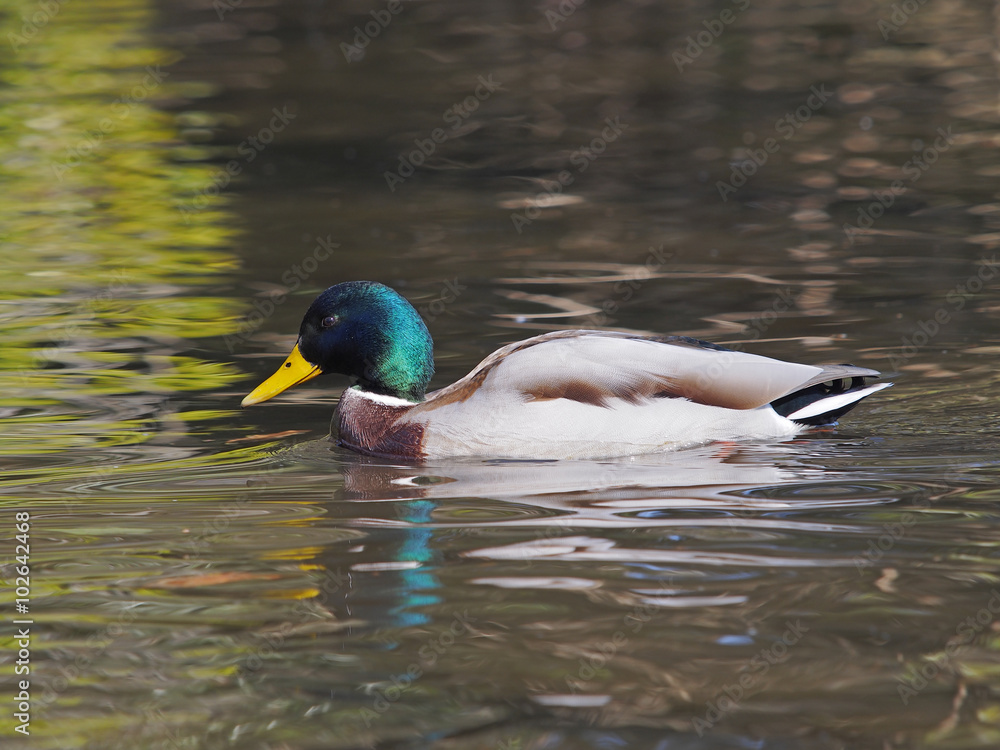 Obraz premium マガモ雄