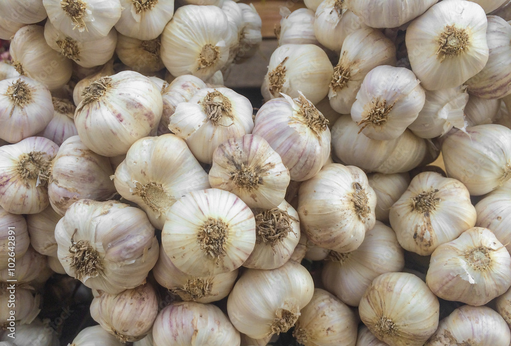 Group of Garlic Group of Garlic