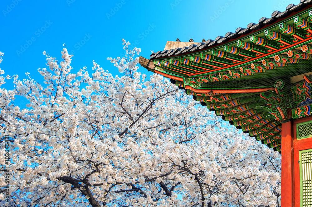 Cherry Blossom with roof of temple in spring. Cherry Blossom with roof of temple in spring.
