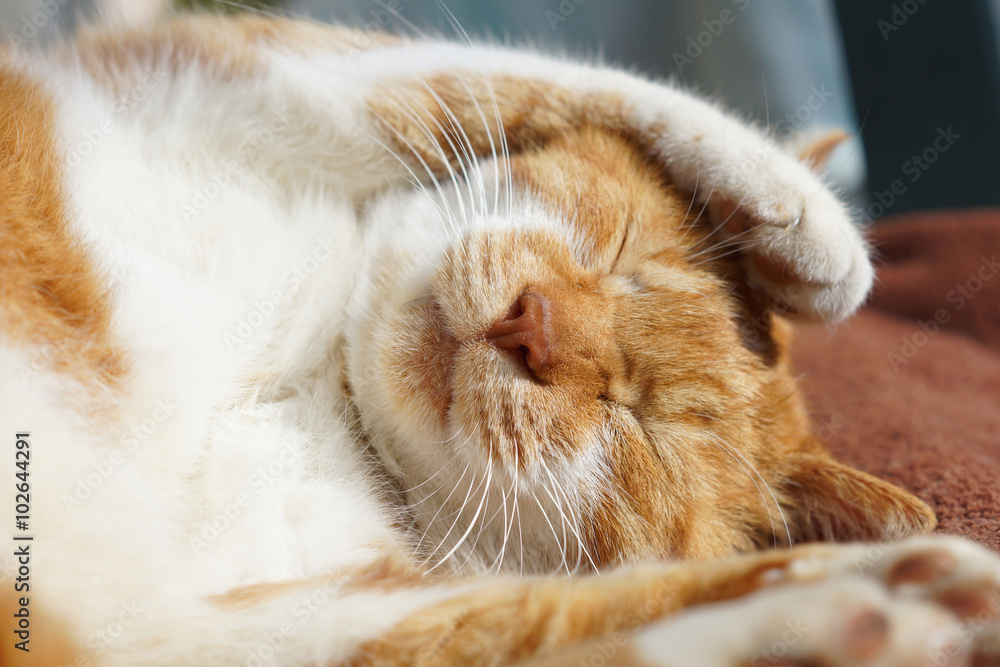 眠る茶猫 眠る茶猫