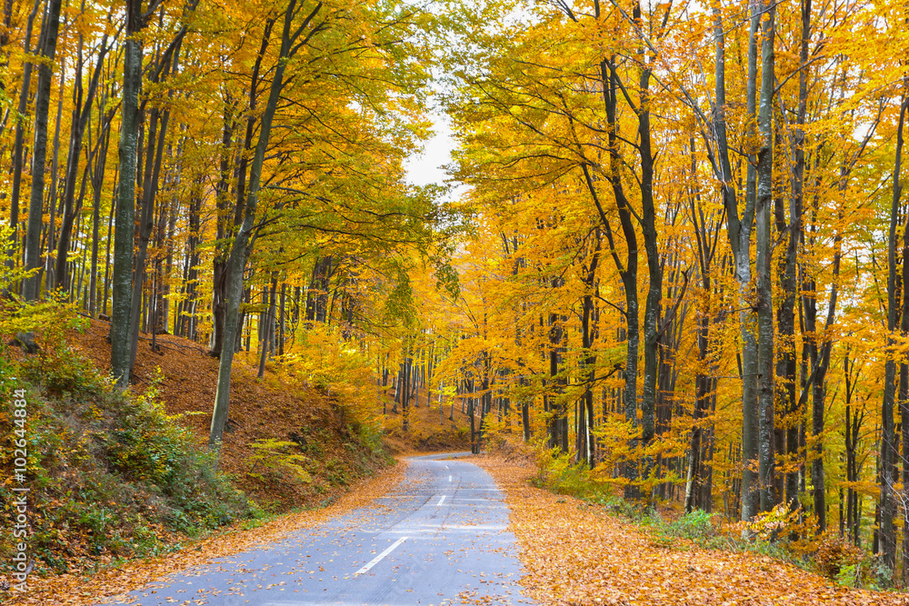 Deciduous forest